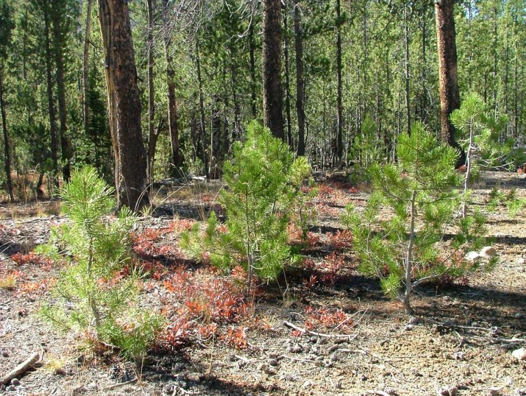 Uprava za šume poklanja sadnice građanima Srbije