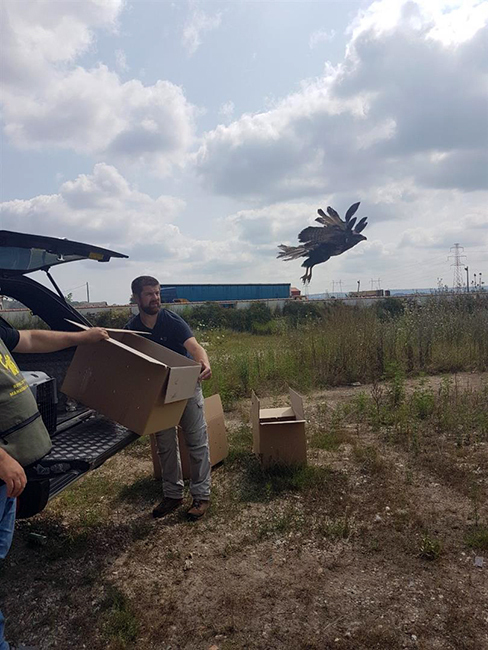 U prirodu pušteno sedam jedinki mišara i šest vetruški