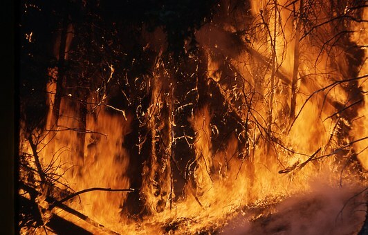Ekološka katastrofa nezapamćenih razmera – šumski požari u Sibiru