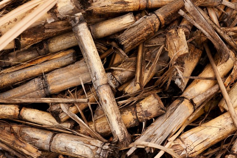 Ekonomija za biomasu