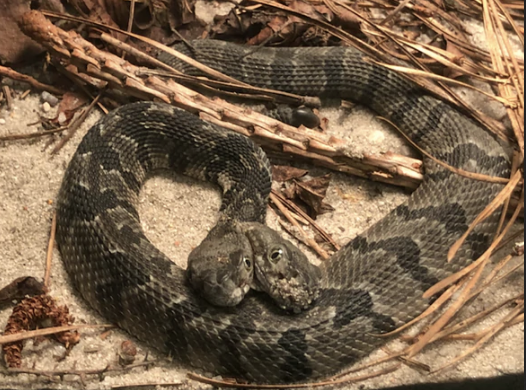 dvoglava zmija_Nju Džersi