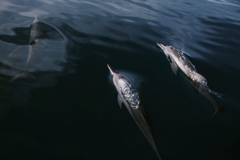 U Japanu otpočeo okrutni godišnji lov na delfine