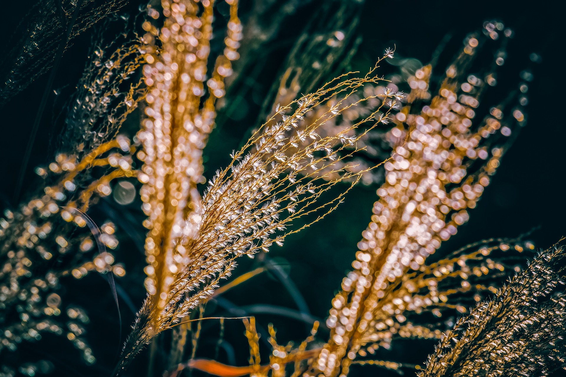 miscanthus-4016069_1920