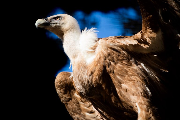 Uginula Dobrila, ženka beloglavog supa koja je letela avionom