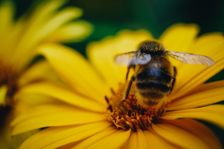 Najveća pčela na svetu ponovo otkrivena (VIDEO)