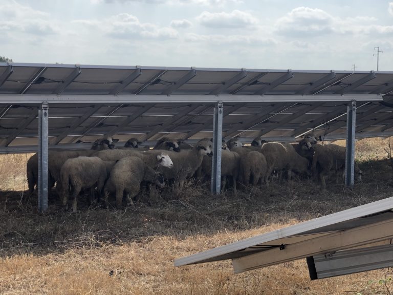 Spoj ovčarstva i proizvodnje čiste energije u Kladovu (VIDEO)