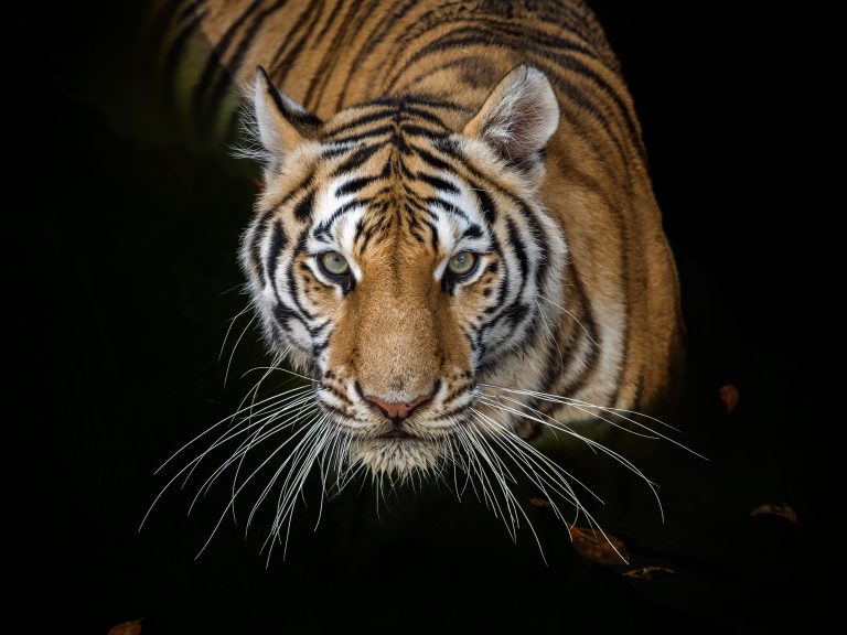 Istorijski uspeh – U Nepalu udvostručena populacija tigrova
