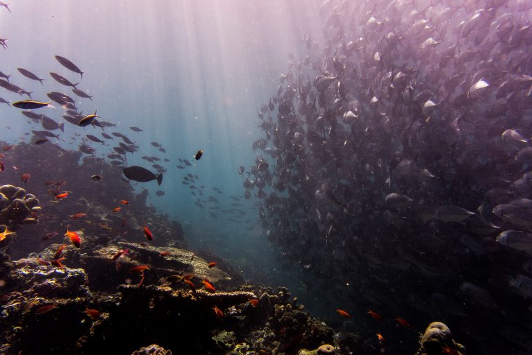 Masovno izumiranje morskog sveta zbog povišenog nivoa kiselosti okeana – još jednom?!
