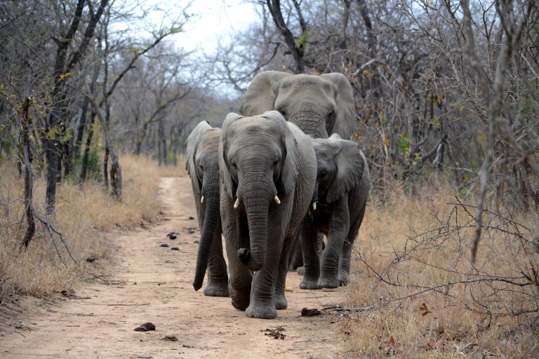 Više od 55 slonova u Zimbabveu uginulo od gladi