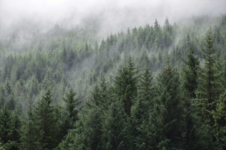 Pokrenut Informacioni sistem šuma Evrope