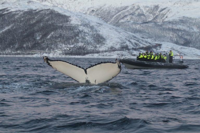 Kako izgleda foto-safari sa kitovima?