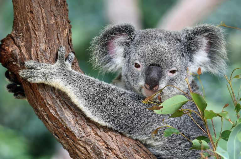 Koale na listi ugroženih životinja