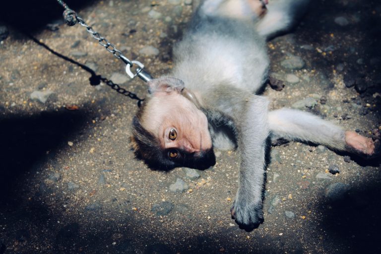SAD uskoro uvodi kazne za zlostavljače životinja