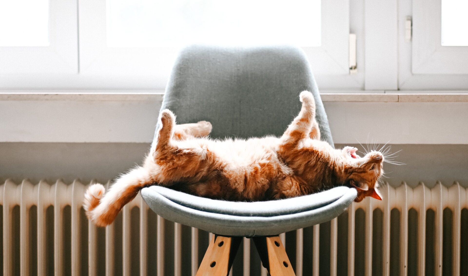 mačka_radijator_stan