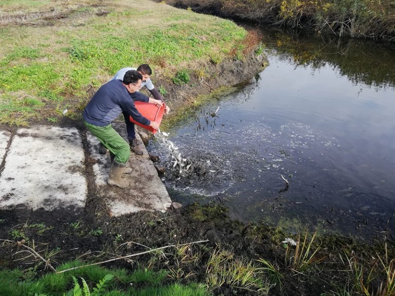 Ribarska područja u Vojvodini poribljena sa više od 7 tona šaranske mlađi