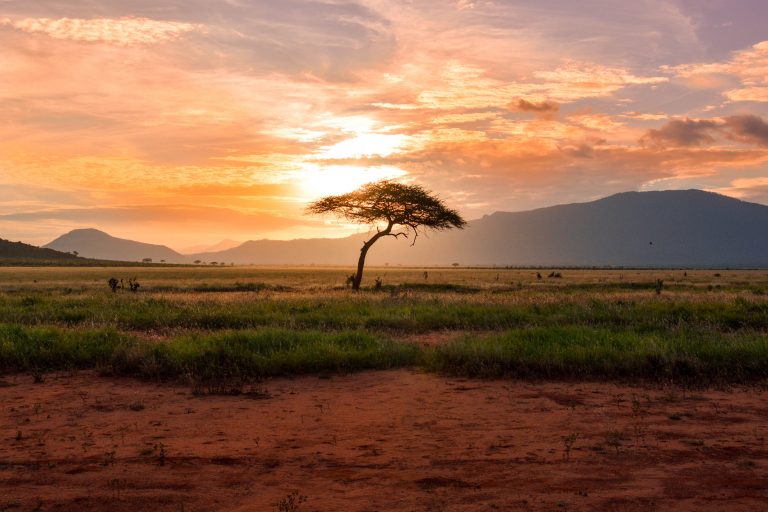 Afrika dobija 200 miliona stabala drveća 2020. godine