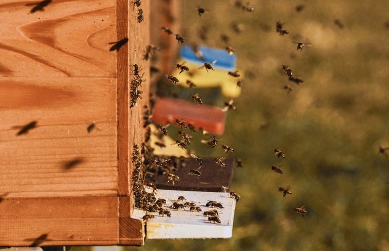 Pčele kao indikator zdrave životne sredine