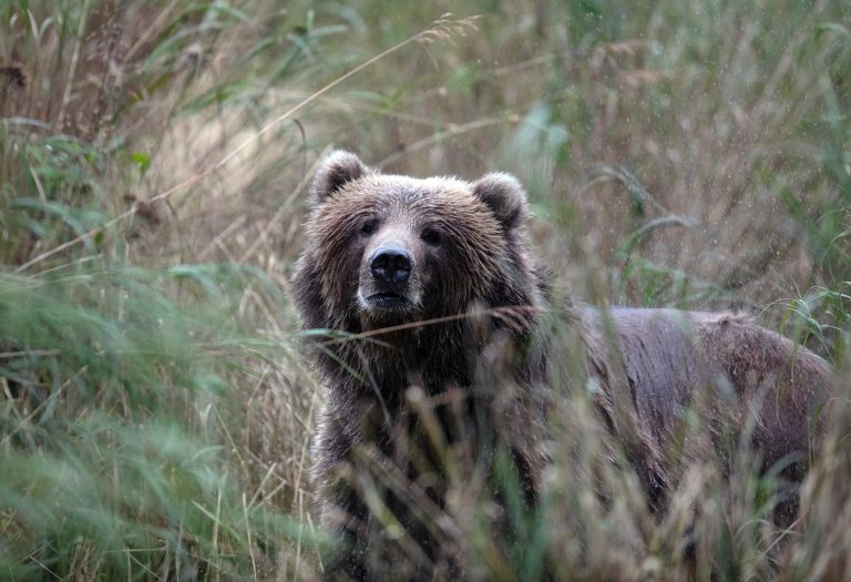 Ubijen još jedan medved: Ko će preuzeti odgovornost?