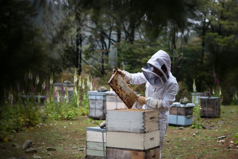 EU planira smanjenje pesticida da bi se spasile pčele