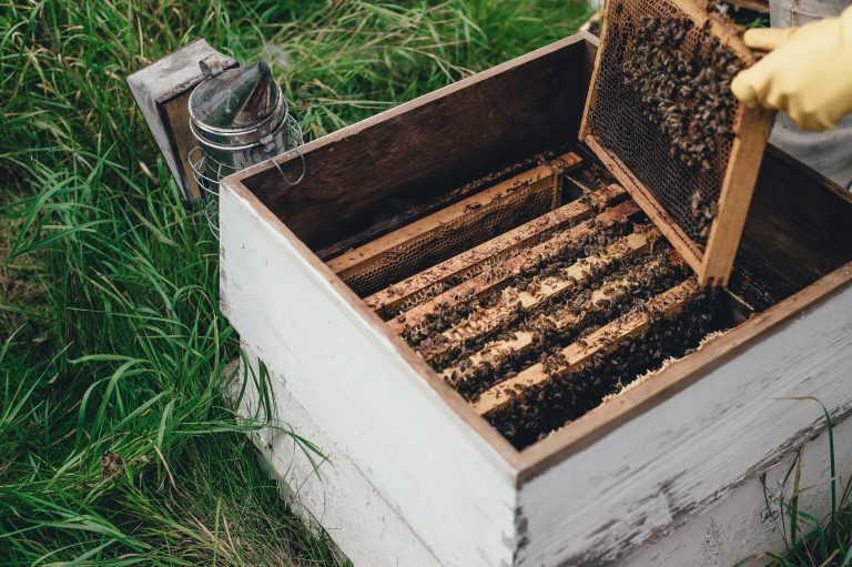 Danas počinje podnošenje zahteva za subvenicije po košnici pčela