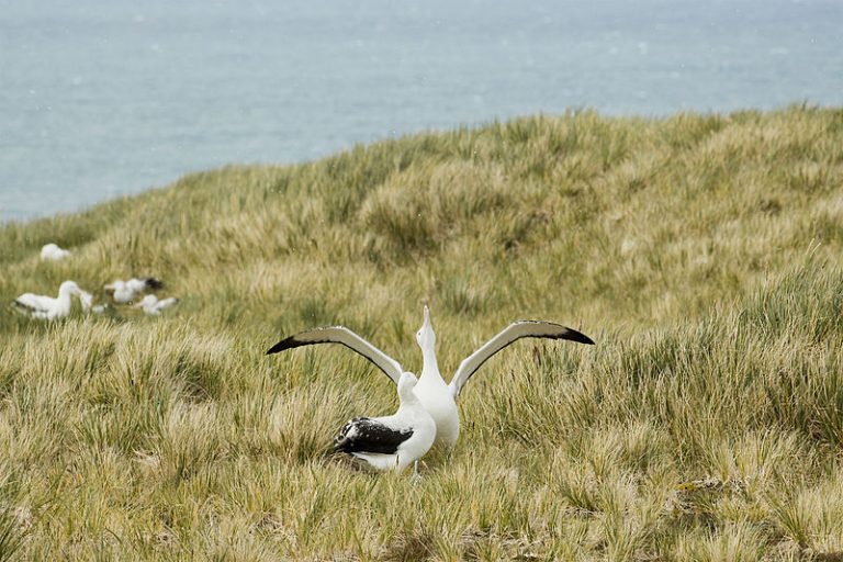 Albatrosi – ptice koje staju na put ilegalnom ribolovu