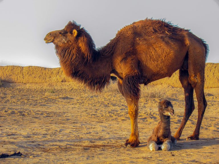 Zašto Australija planira da usmrti 10.000 kamila?