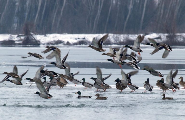 Zabeleženo 90 vrsta prilikom zimskog popisa ptica vodenih staništa
