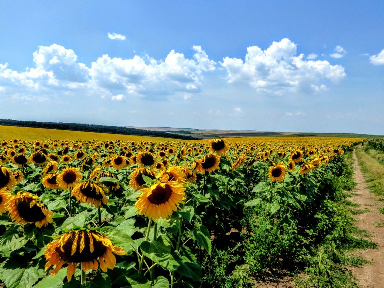 Ekonomska dešavanja u svetu uticala na srpsku poljoprivredu – otkupna cena suncokreta prepolovljena