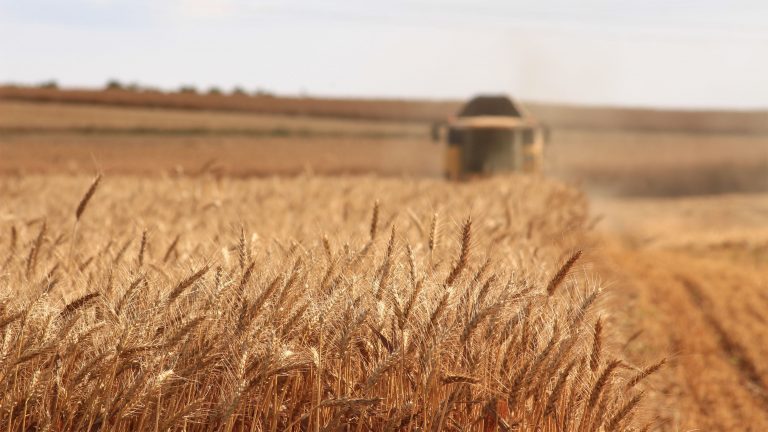 EU iz Ukrajine i Rusije uvezla trećinu žitarica u 2021. godini
