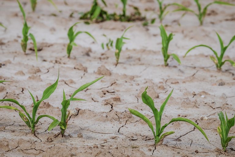 Ocena stručnjaka: Pravno gledano, Srbija nedovoljno prepoznaje opasnost klimatskih promena po zdravlje stanovništva