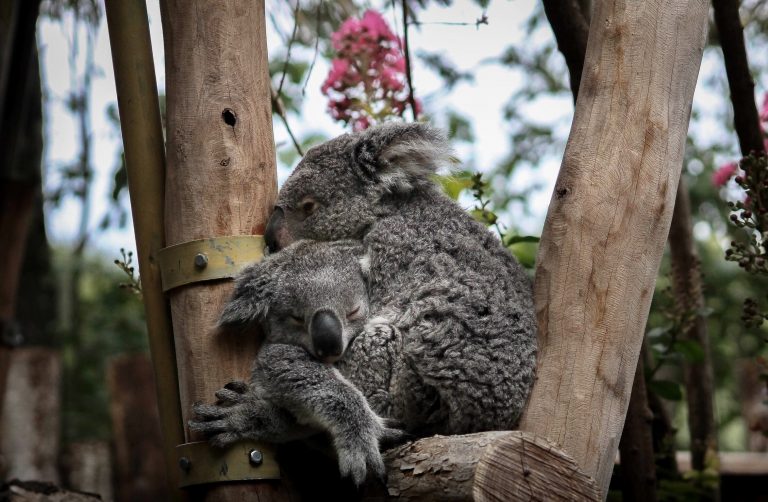 Veliki broj mrtvih koala nakon seče drveća eukaliptusa