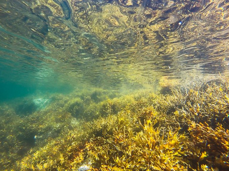 Morska trava – zanemareni preduslov zdravog okeana