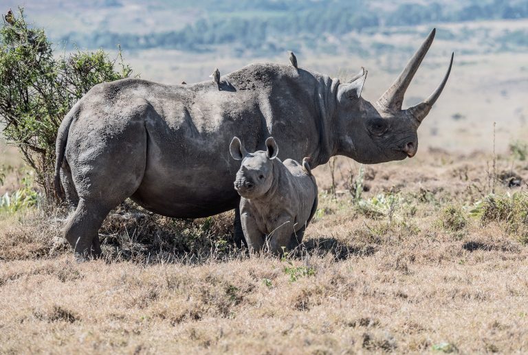 Tehnologija na solarni pogon čuva nosoroge u Južnoj Africi od krivolovaca