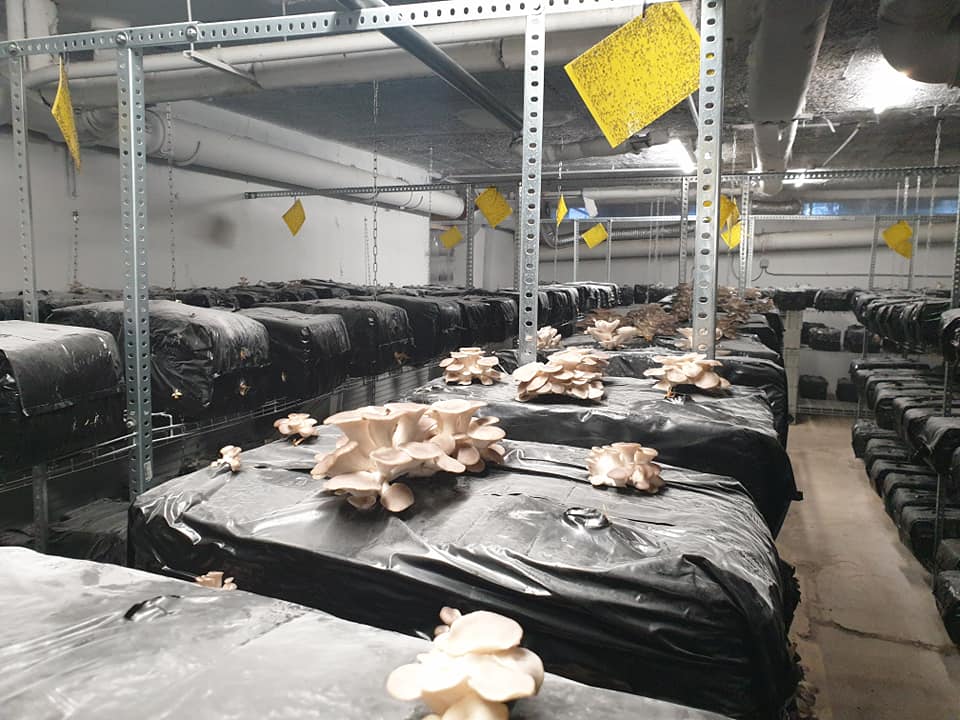 pečurke_garaža_pariz