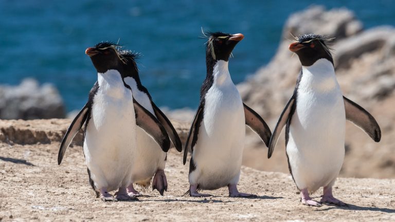 Širom sveta Grinpis postavlja skulpture pingvina od leda kao apel za zaštitu okeana
