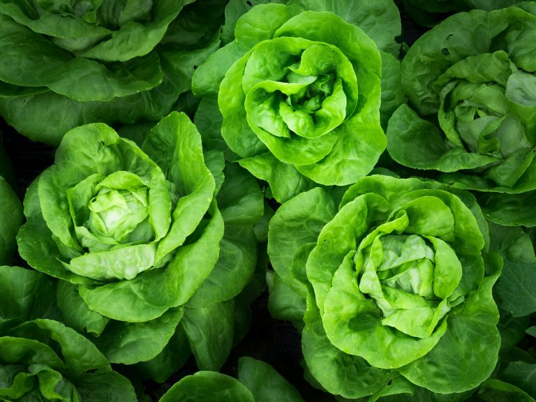 U svemiru se uzgaja zelena salata za astronaute