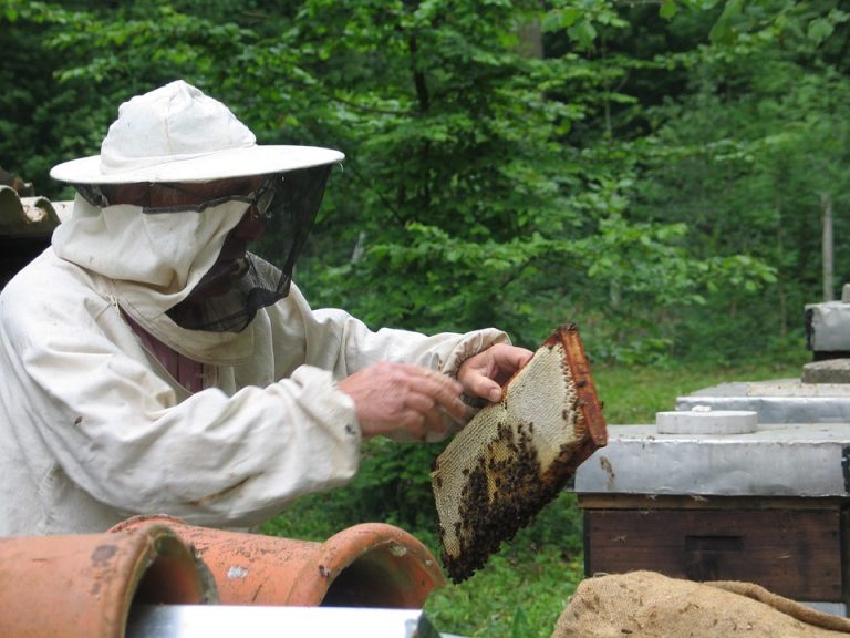 Raspisan konkurs za subvencije pčelarima od 800 dinara po košnici