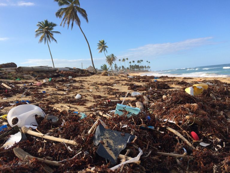 Otkrivena bakterija koja jede plastiku