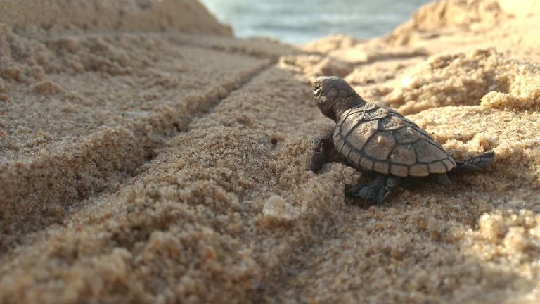 Stotinu morskih kornjača se izleglo na brazilskoj plaži – ovog puta bez publike