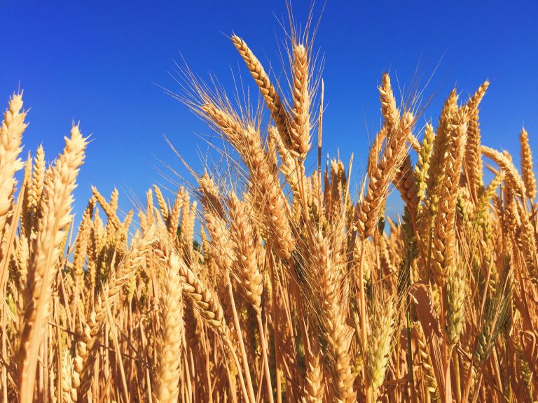 Rat pogurao cenu pšenice od Novog Sada do Čikaga
