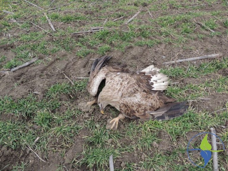 Da li je stradala ženka orla belorepana u Vojvodini otrovana?