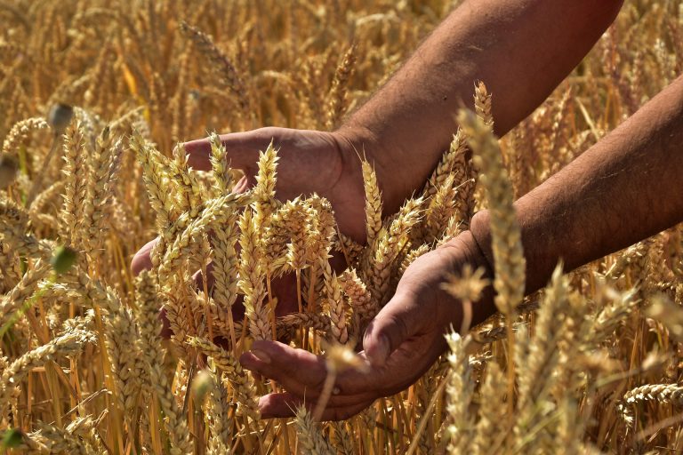 Požnjevena pšenica, kakvi su prinosi i kolika je otkupna cena
