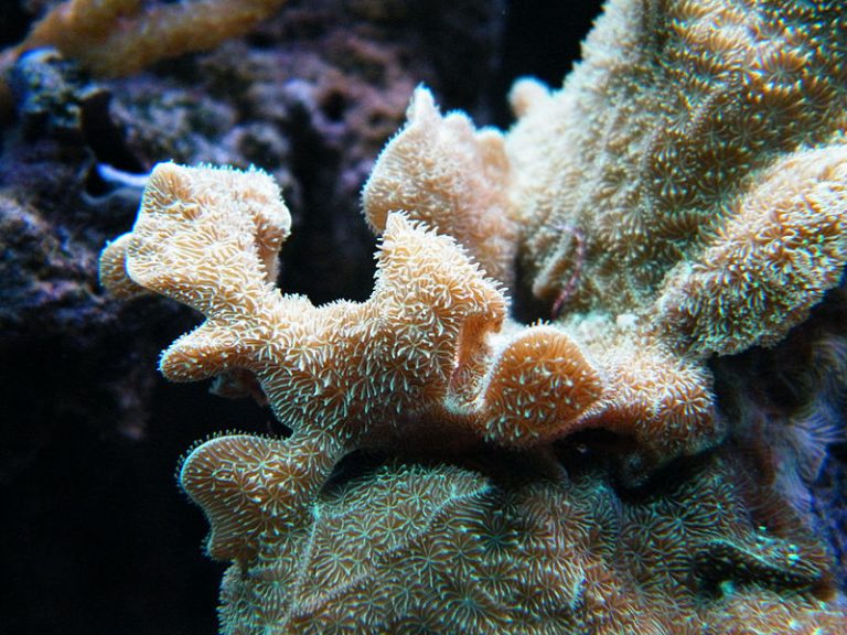 Akvarijum na Floridi prvi je uspeo da reprodukuje koralni kaktus