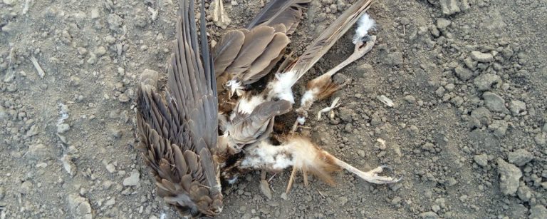 Slučaj trovanja ptica kod Bačke Topole – stradale i strogo zaštićene vrste
