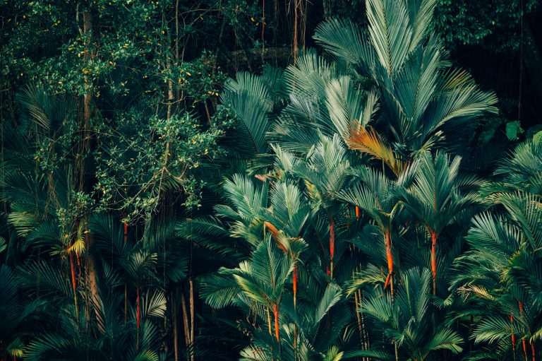 Svet je 2019. gubio površinu tropske šume veličine fudbalskog terena na svakih šest sekundi