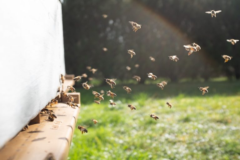 Starijim pčelarima ipak zabranjen obilazak košnica