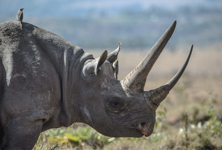Ptice čuvaju nosoroge od lovokradica u Africi