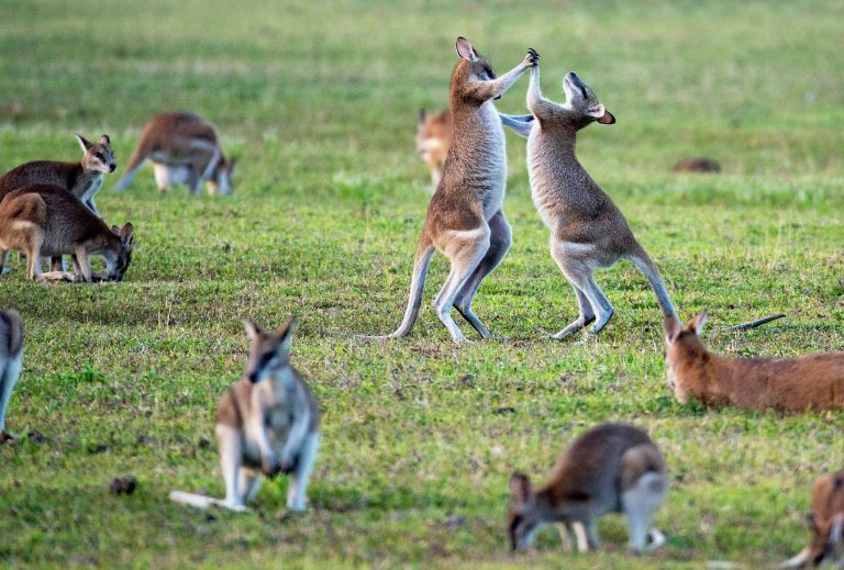 Australijanci daju primer kako je aktivan rad na očuvanju vrsta itekako plodonosan