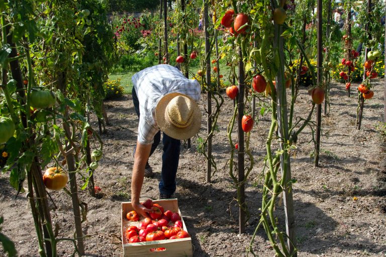 Nedostatak sezonskih radnika u poljoprivredi nov izazov za Evropu
