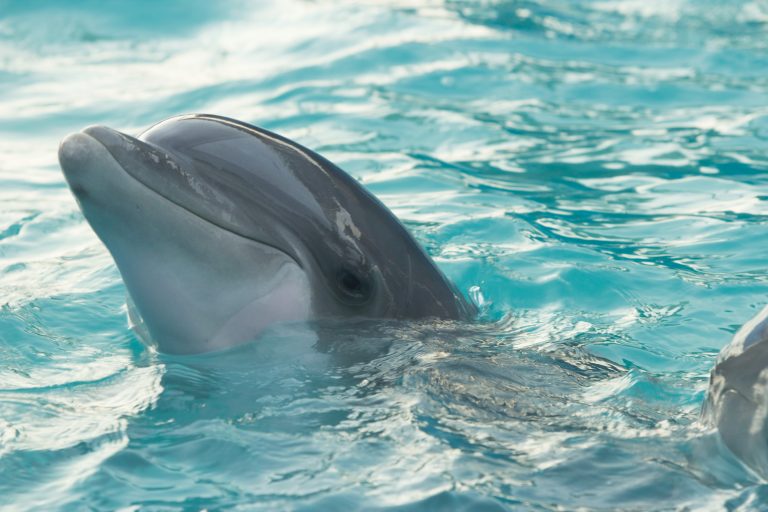 Delfini uživaju u Boki kotorskoj